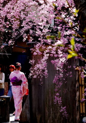 祇園巽橋の桜