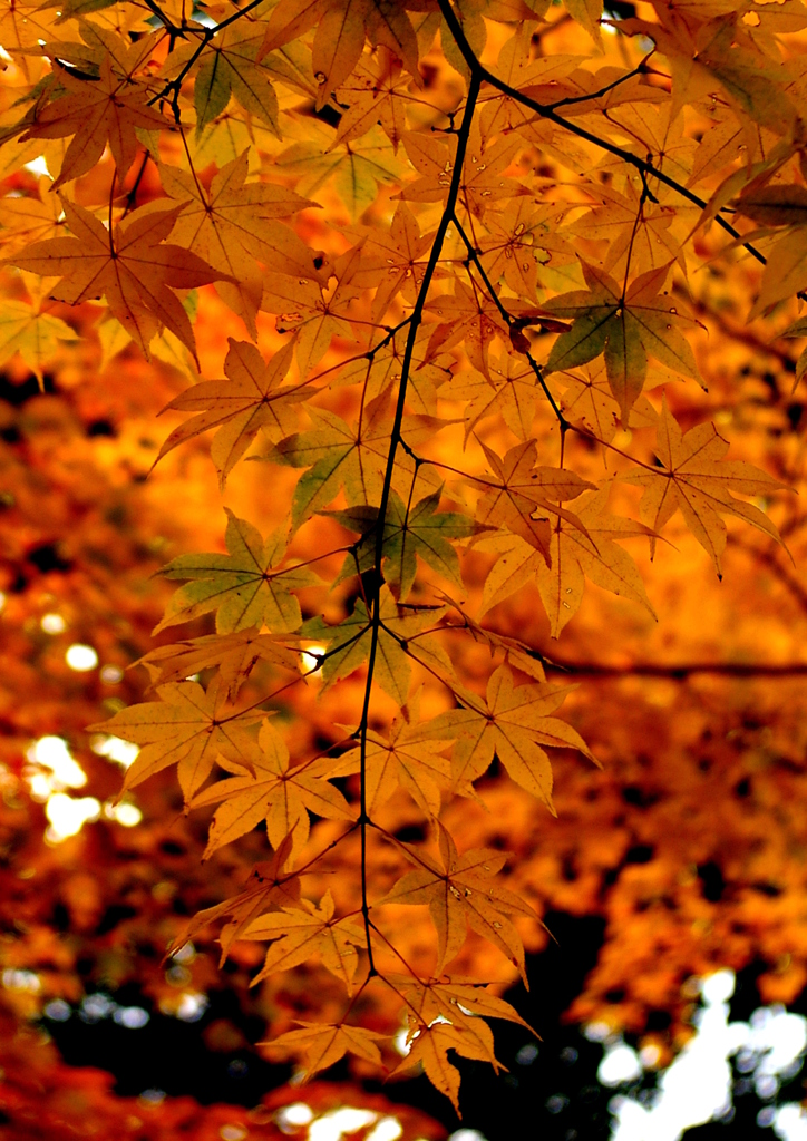 木陰の彩