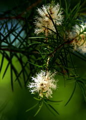 線香花火