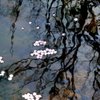 こずえに咲く