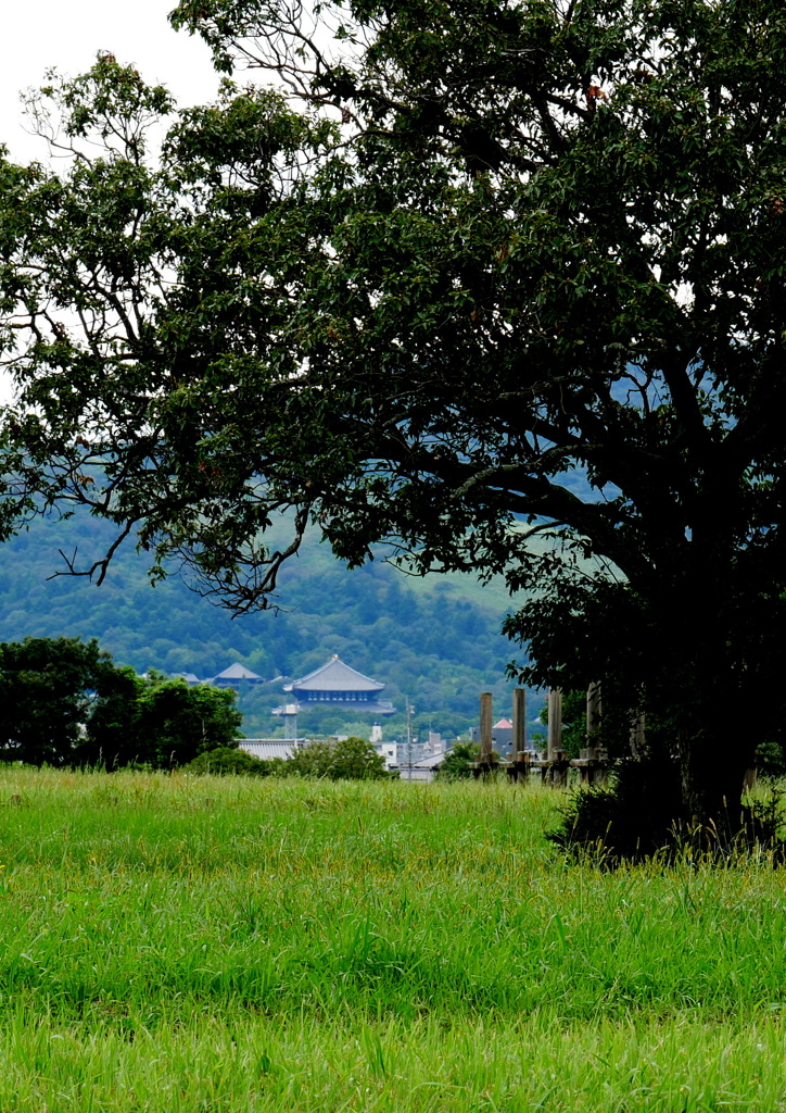 東大寺遠望