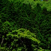 深緑色の波