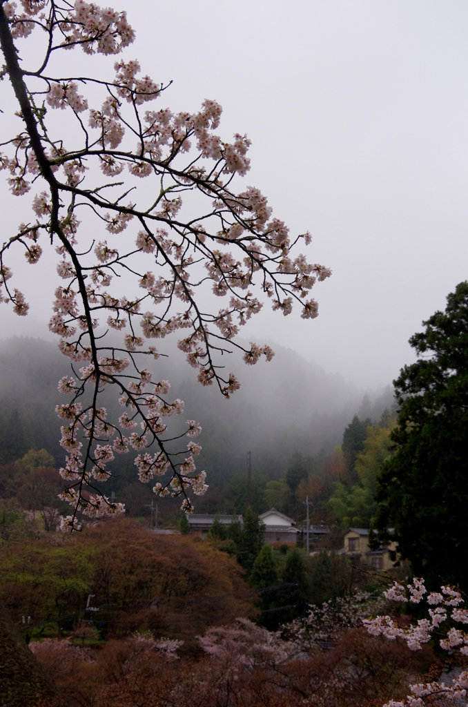 雨の里山