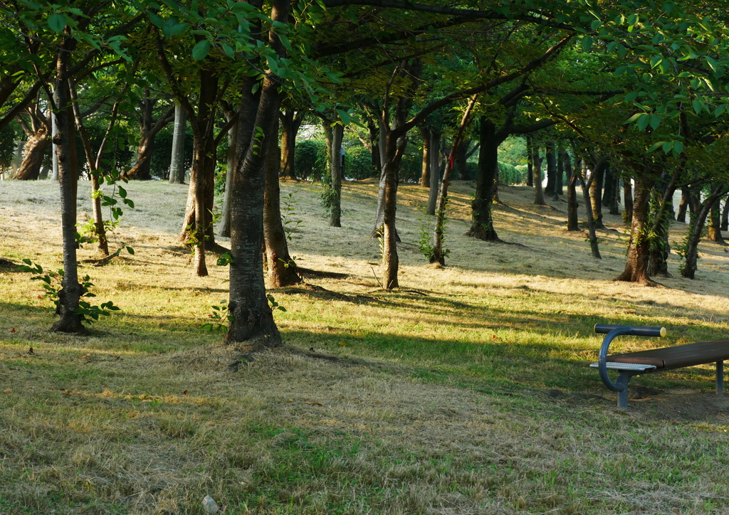 公園の朝