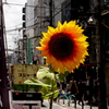 街なかの太陽