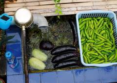 野菜冷やして