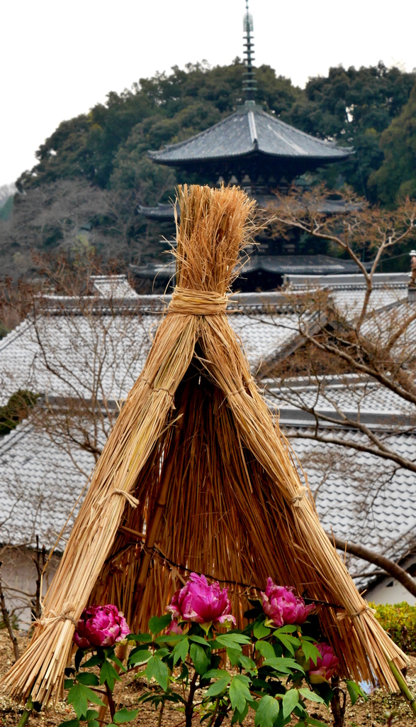 雪囲い