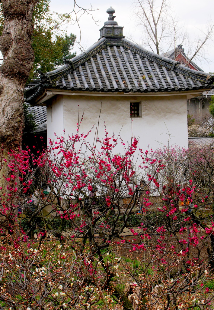白壁の紅