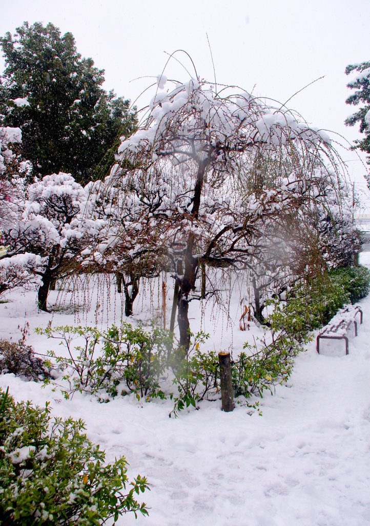 枝垂れ雪