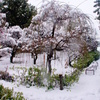 枝垂れ雪