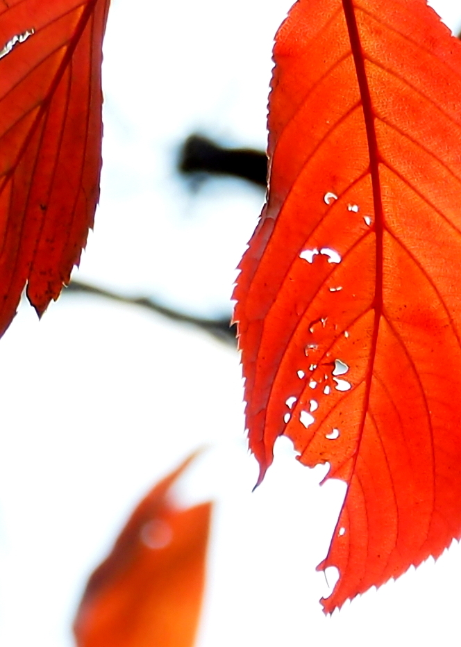 虫食い紅葉