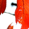 虫食い紅葉