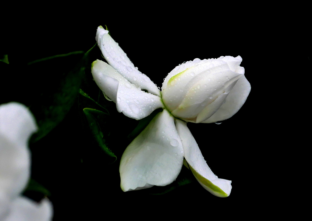 雨に咲く花