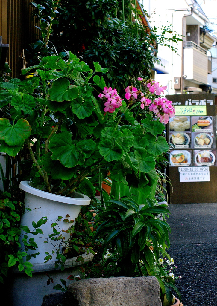 路地の花