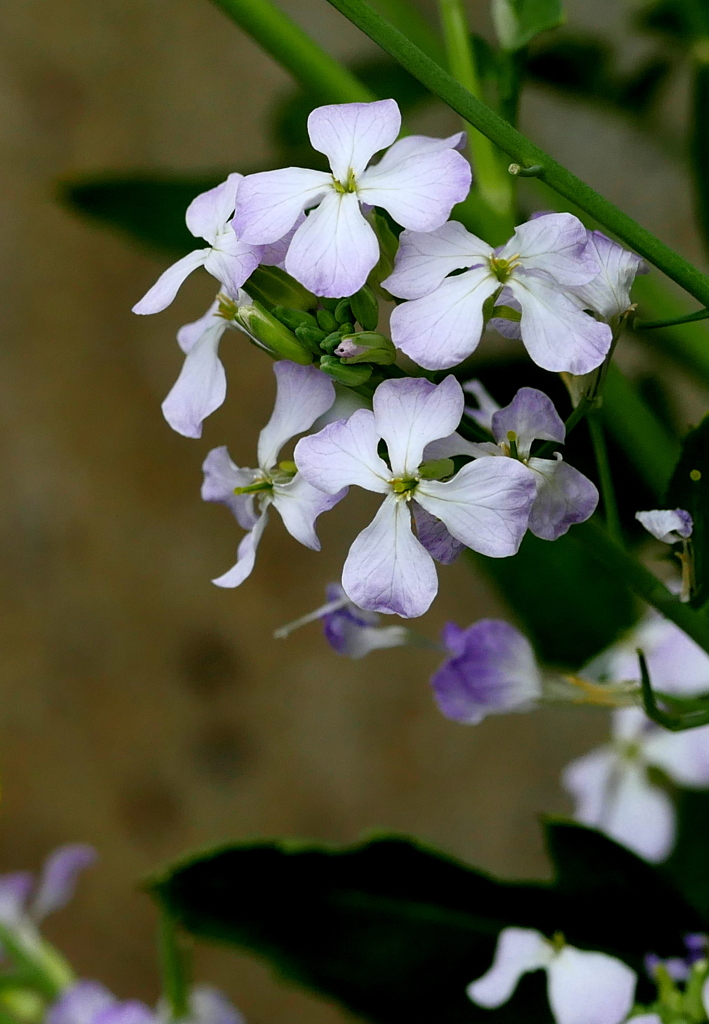 大根の花
