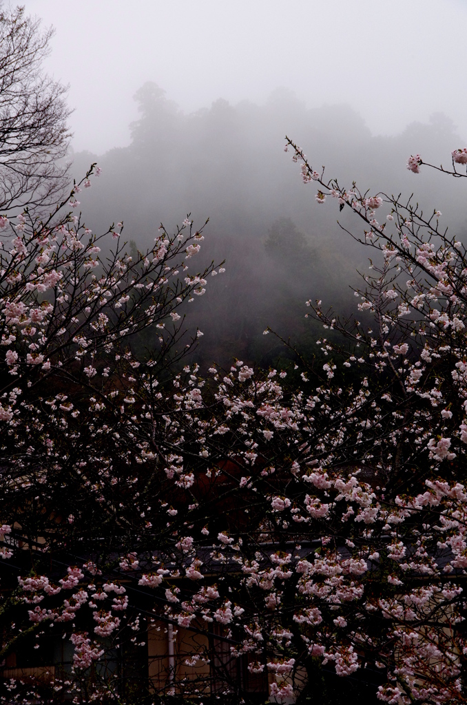 烟る春山