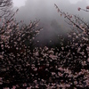 烟る春山