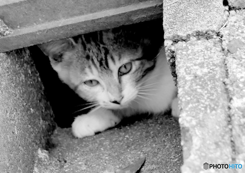 野良の住処