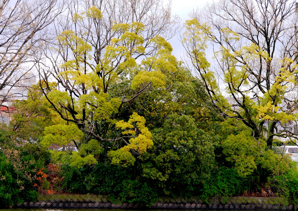 若草彩芽吹き