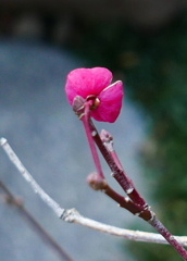 紅彩の光