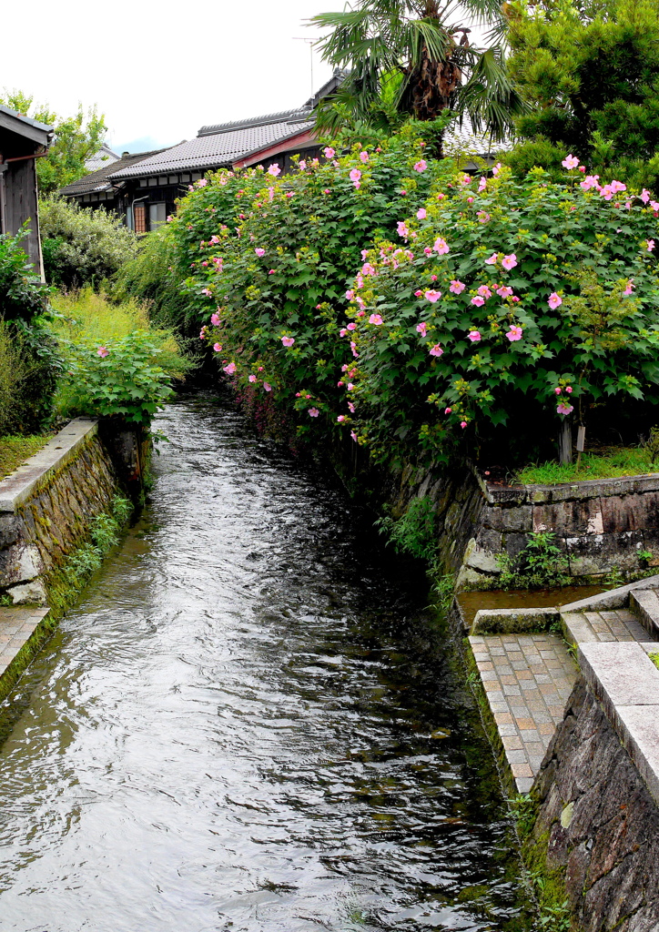 芙蓉咲く水路