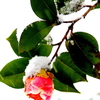 雪椿