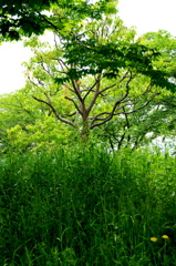 雑草かおる