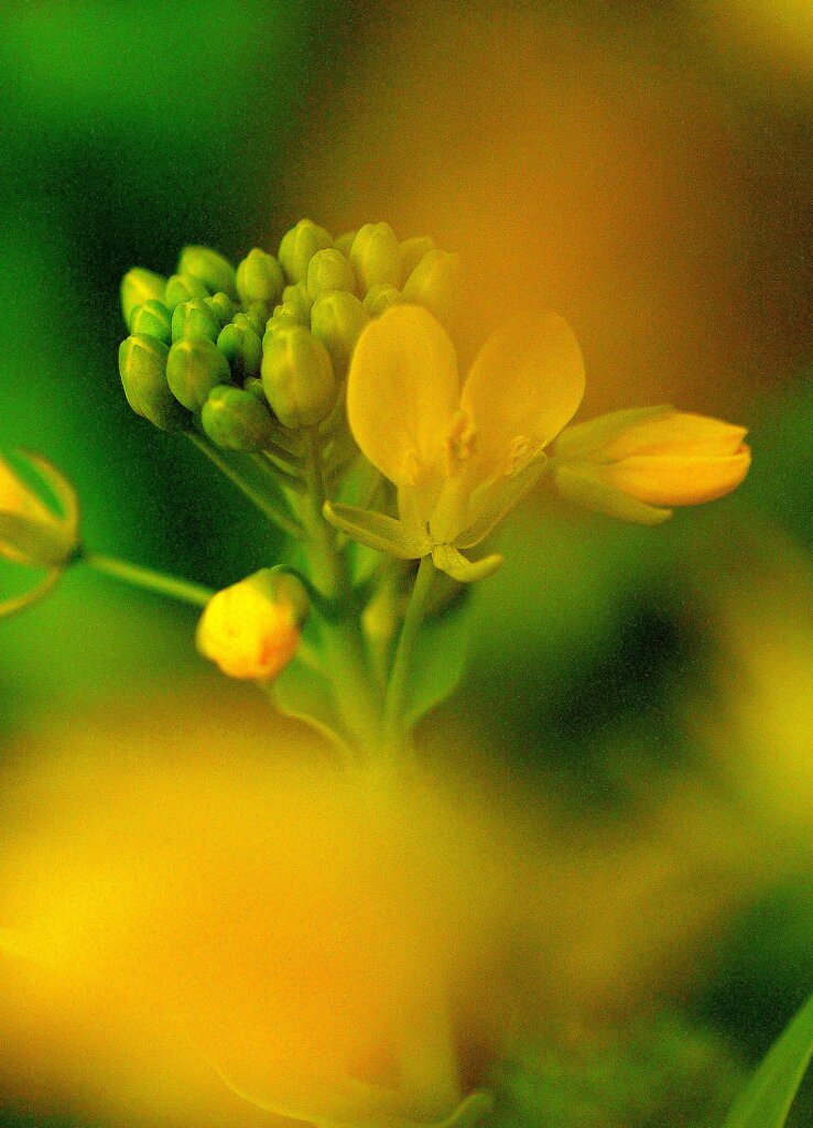 光の華