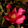 光の華