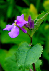 紫花菜の蕾