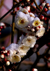 雪残して