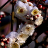 雪残して