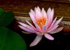 もえあがる蕊