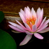 もえあがる蕊