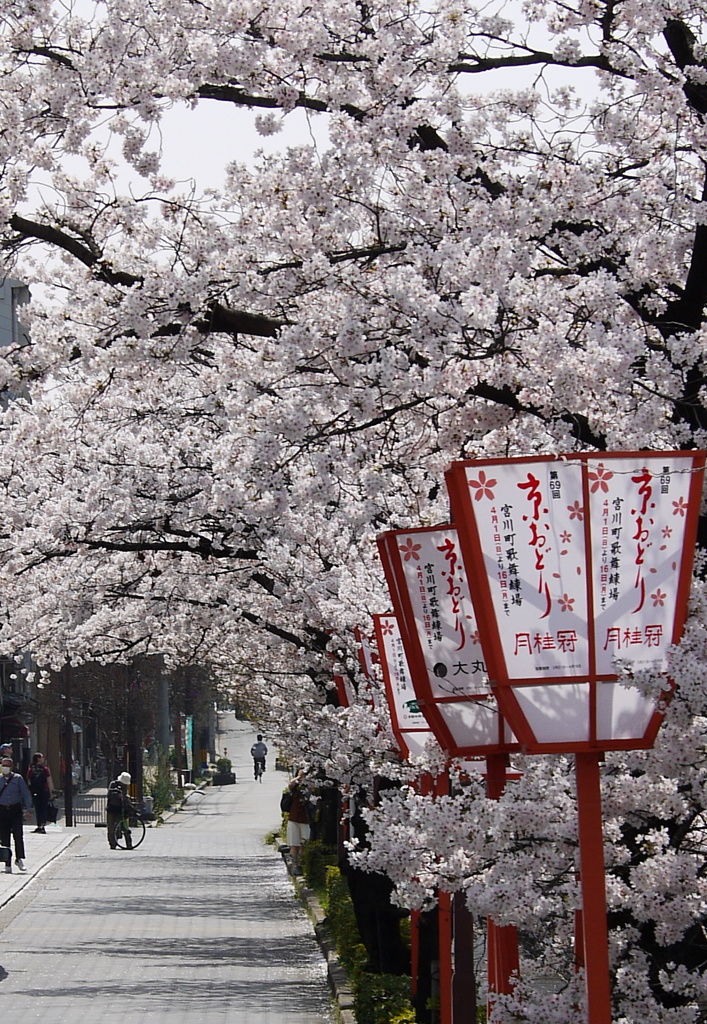 桜トンネル