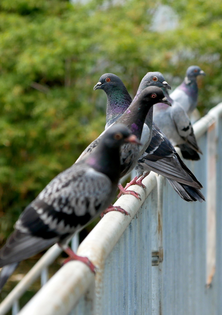 鳩首密儀