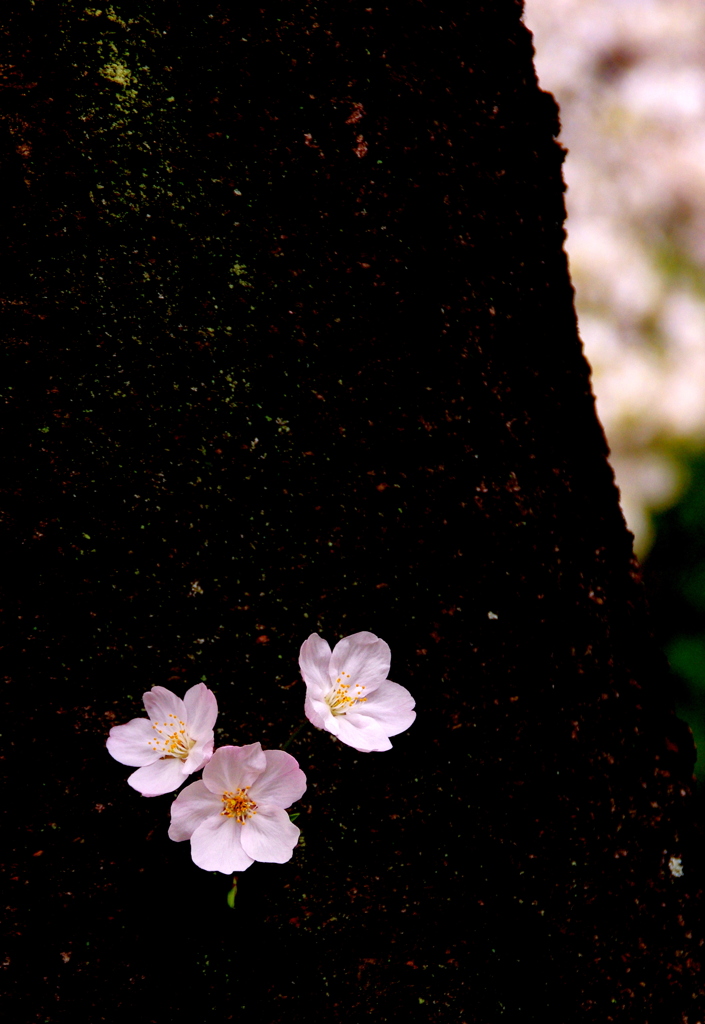 桜花樹咲　