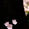 桜花樹咲　