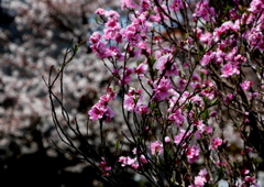 煌く花桃