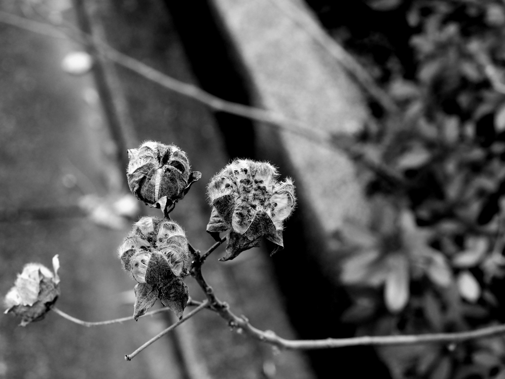 冬の芙蓉