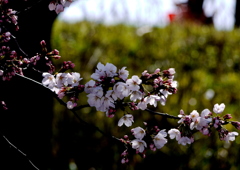 桜花燦々