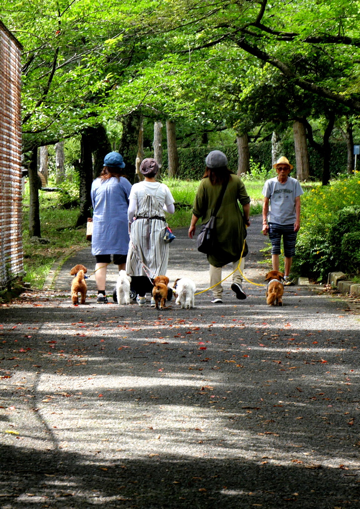 散歩する犬