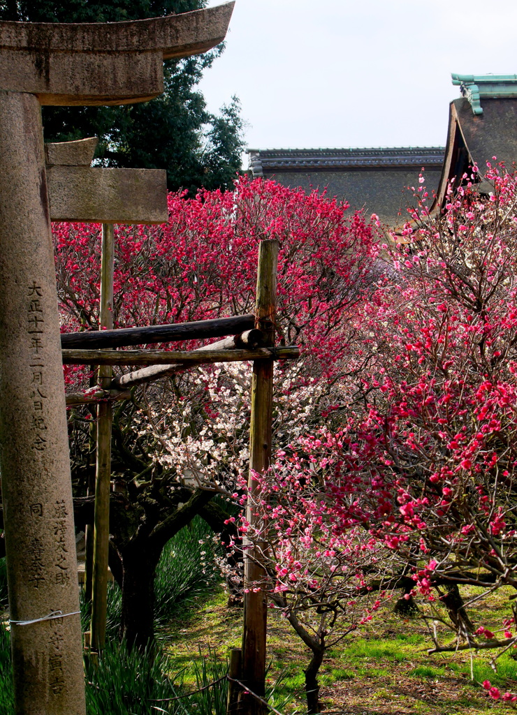 鳥居に咲く