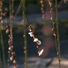 よん輪ほどの春