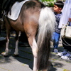 PONEY