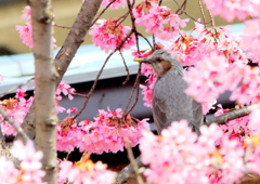 桜に埋もれ