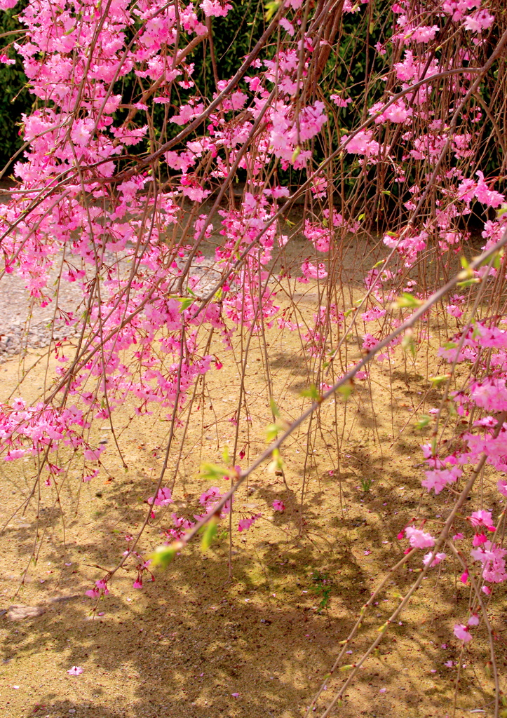 桜色の光