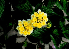 華やかに