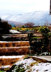 里山に雪