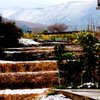 里山に雪